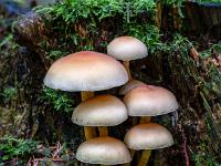 Guppe von Pilzen an morschem Baumstumpf